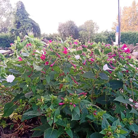 Lejlighed Gioiasulgarda