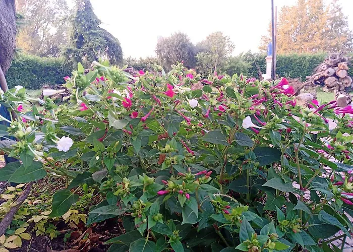 公寓 Gioiasulgarda